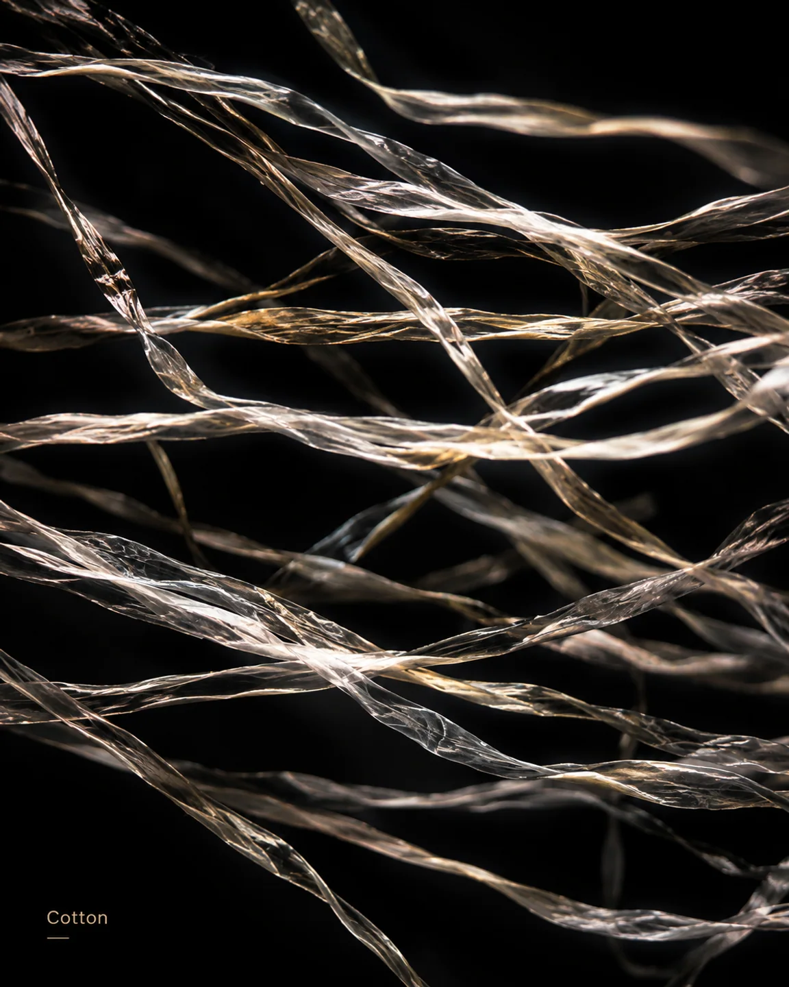 Illustrative Cotton microscopic visualization