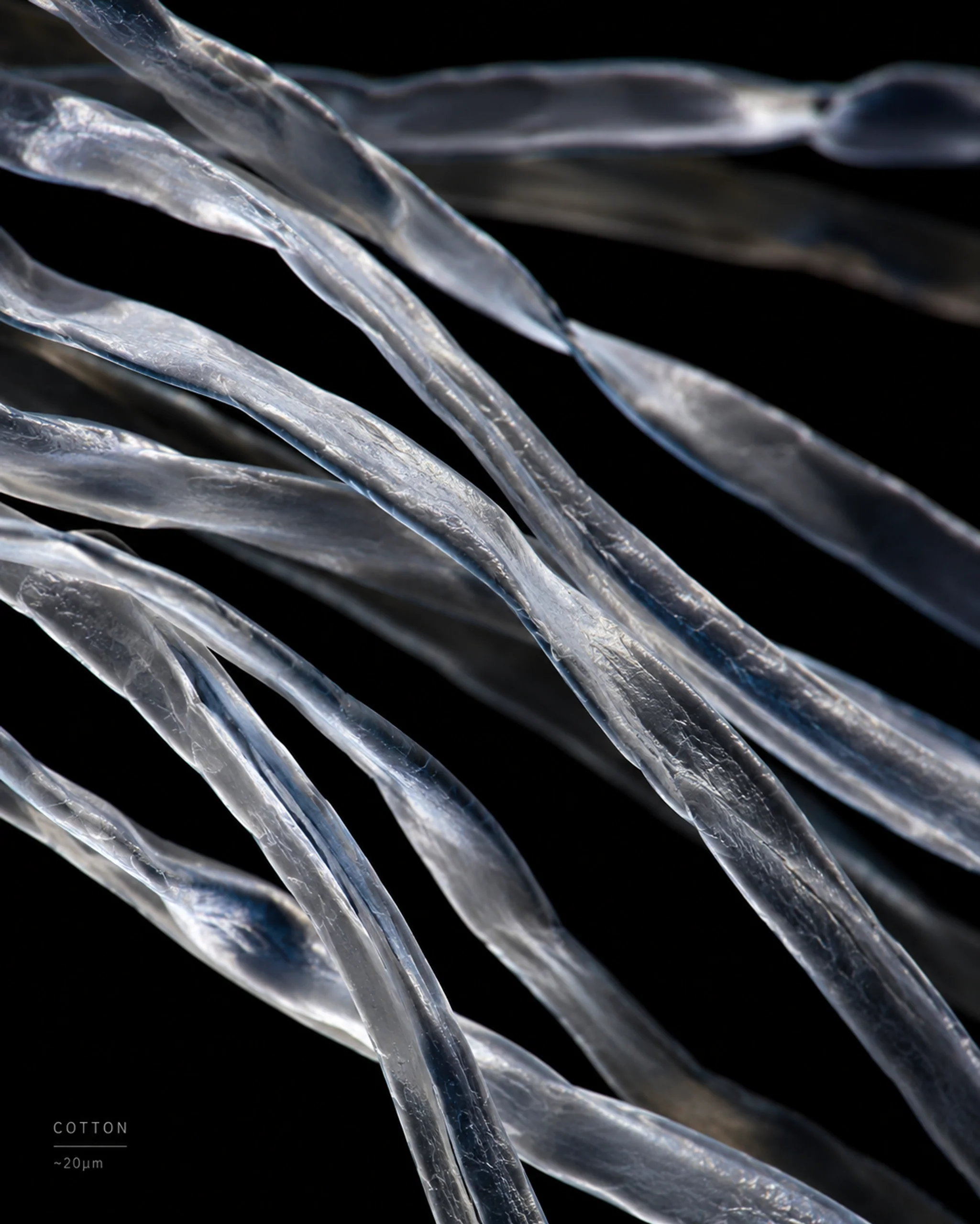 Cotton — Illustrative microscopic visualization; scale not documented